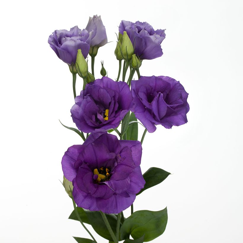 Lisianthus F1 Cessna Blue III (zaad) - Eustoma (Flowering)