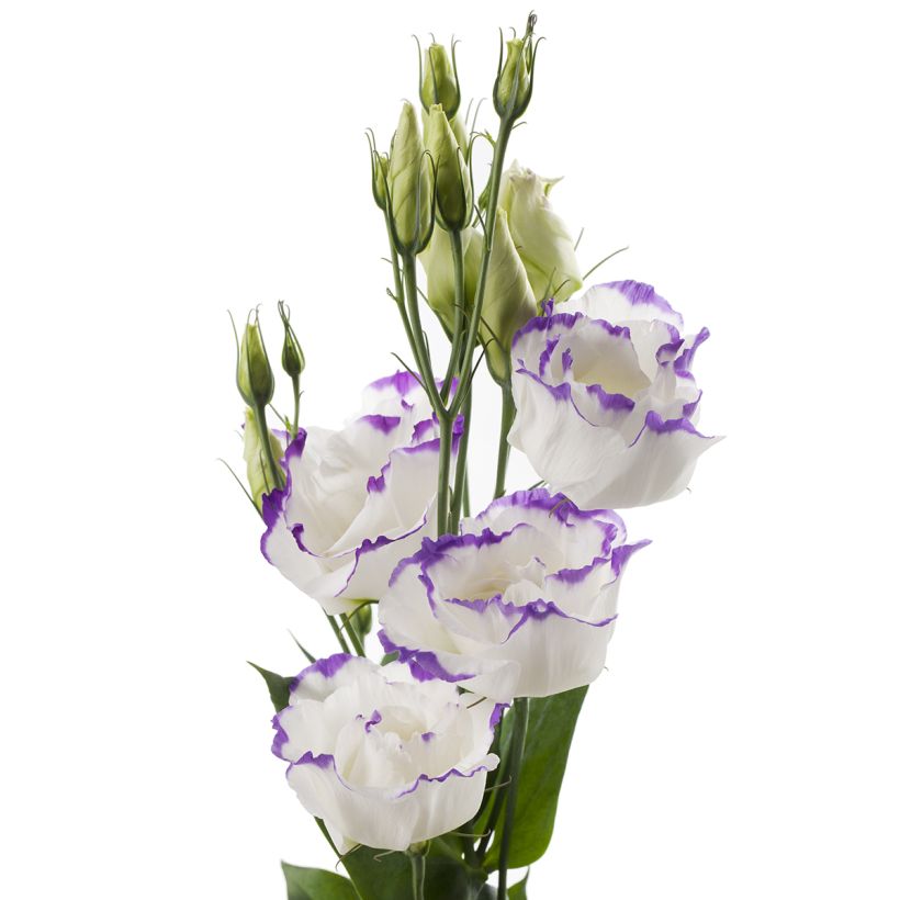 Lisianthus F1 Cessna Blue Picotee III (zaad) - Eustoma (Flowering)