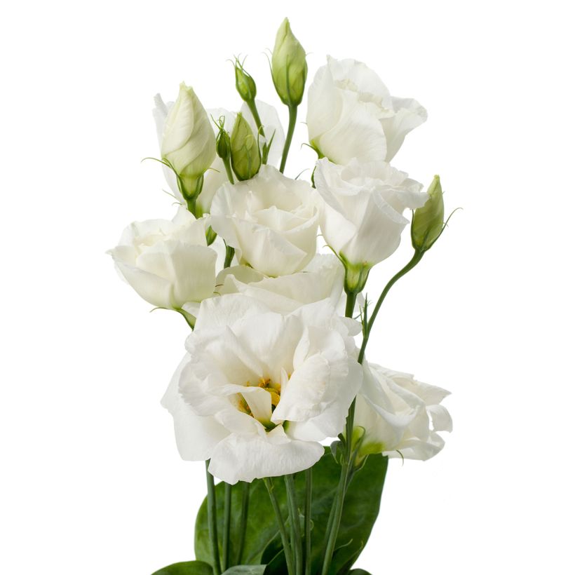 Lisianthus F1 Cessna Pure White III (zaad) - Eustoma (Flowering)