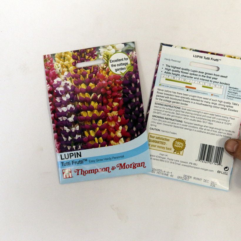 Voorbeeld van een exemplaar van Lupinus Tutti Frutti Mix (zaad) - Lupine het zakje met 40 zaden zoals geleverd