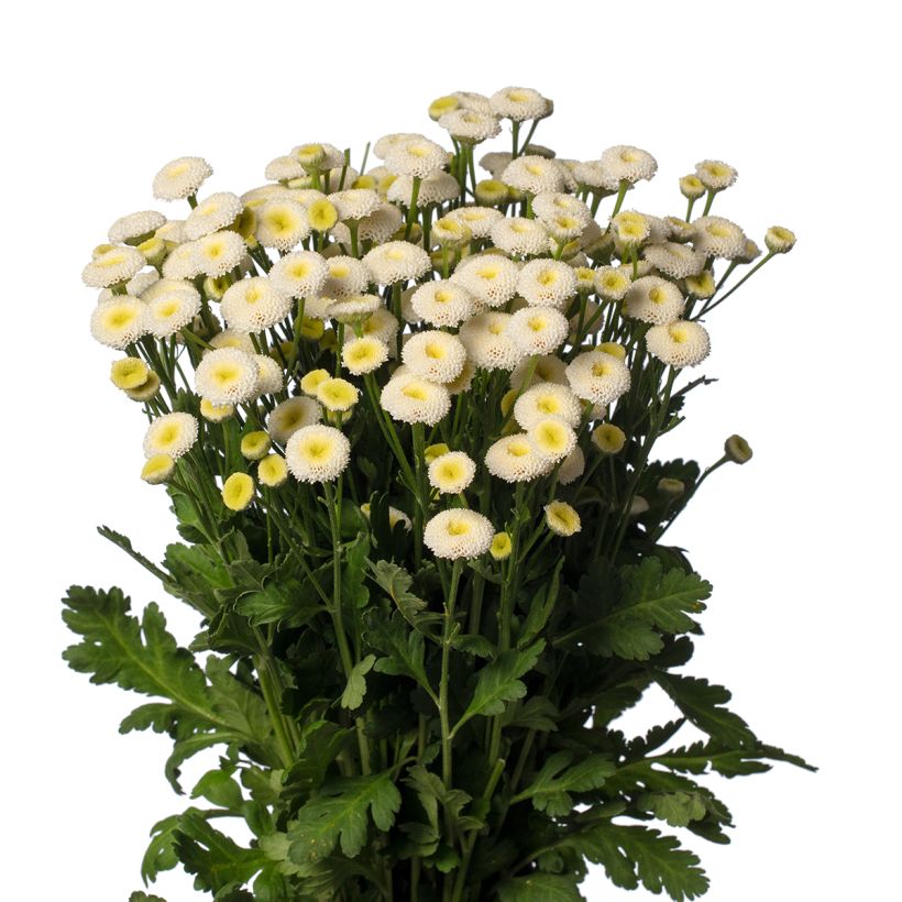 Tanacetum parthenium Baya (zaad) - Moederkruid (Flowering)