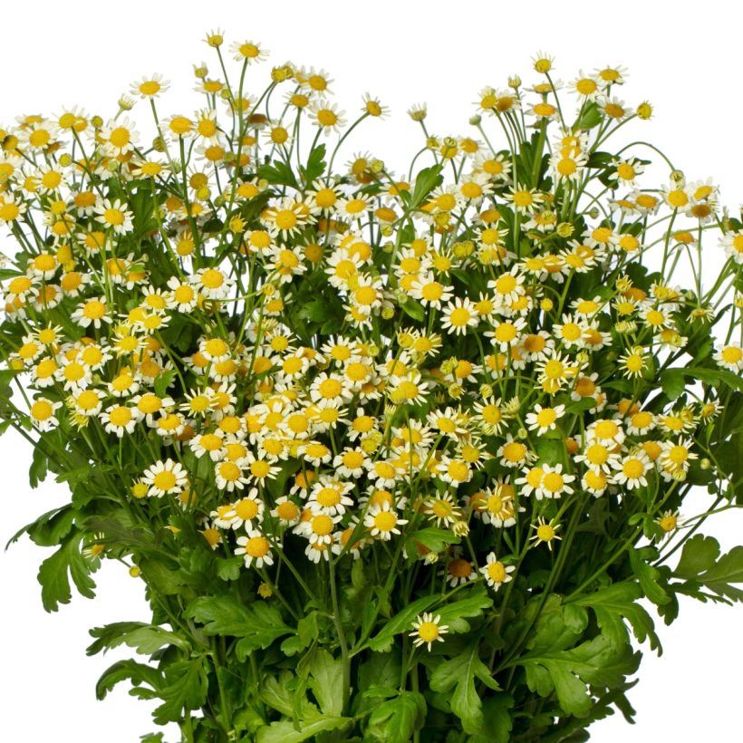 Tanacetum parthenium Camilla (zaad) - Moederkruid (Flowering)