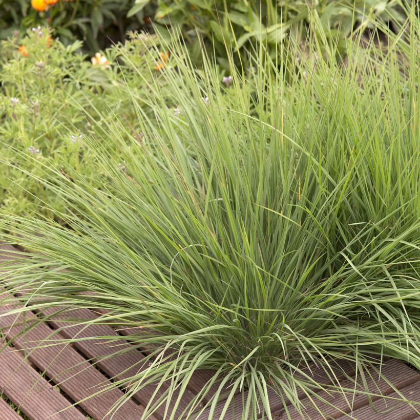 Melinis nerviglumis Karoo Queen (zaad) - Honinggras (Groeiplaats)