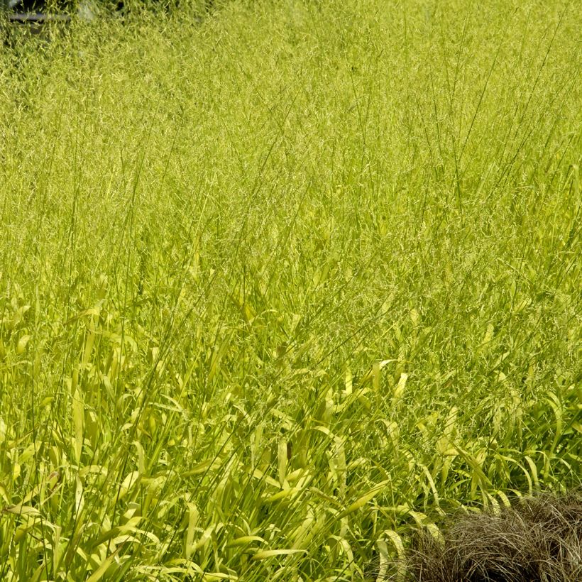 Milium effusum Aureum (zaad) - Bosgierstgras (Groeiplaats)
