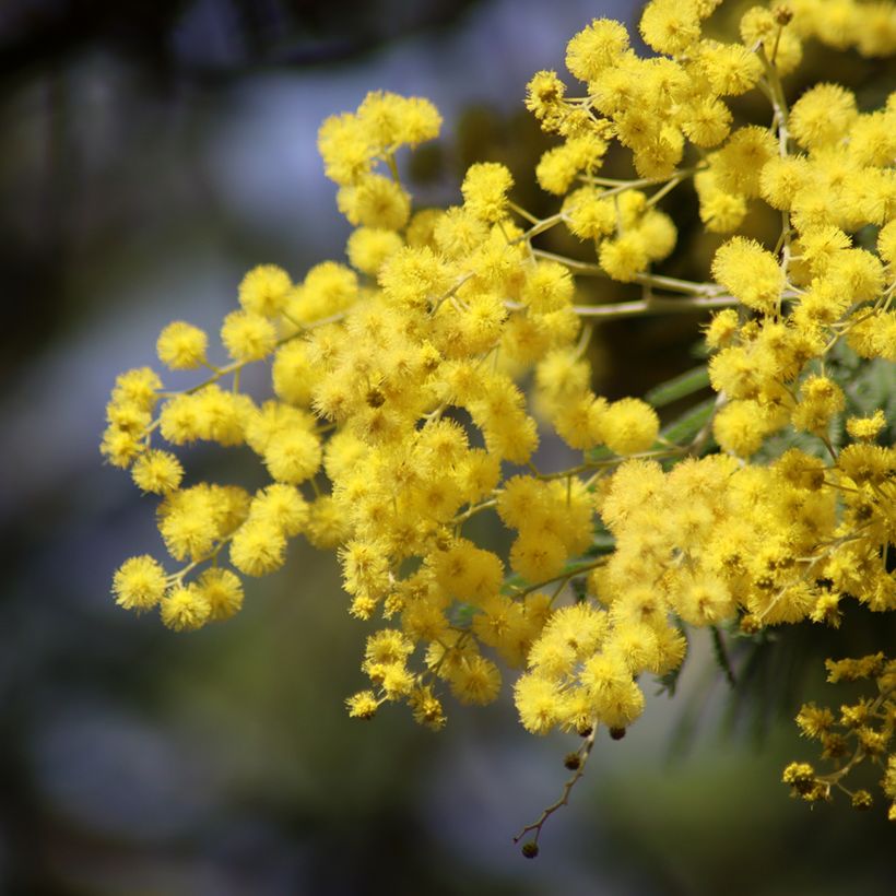 Acacia dealbata (zaad) - Mimosa (Bloei)