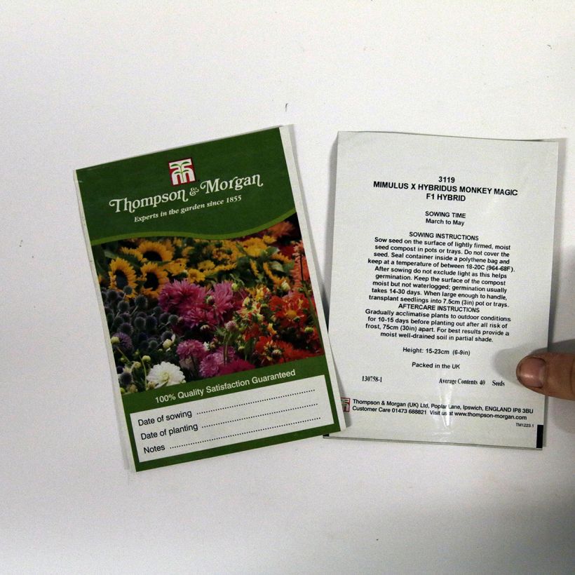 Example of Graines de Mimulus Monkey Magic F1 Hybrid  per pack of 40 seeds as you get