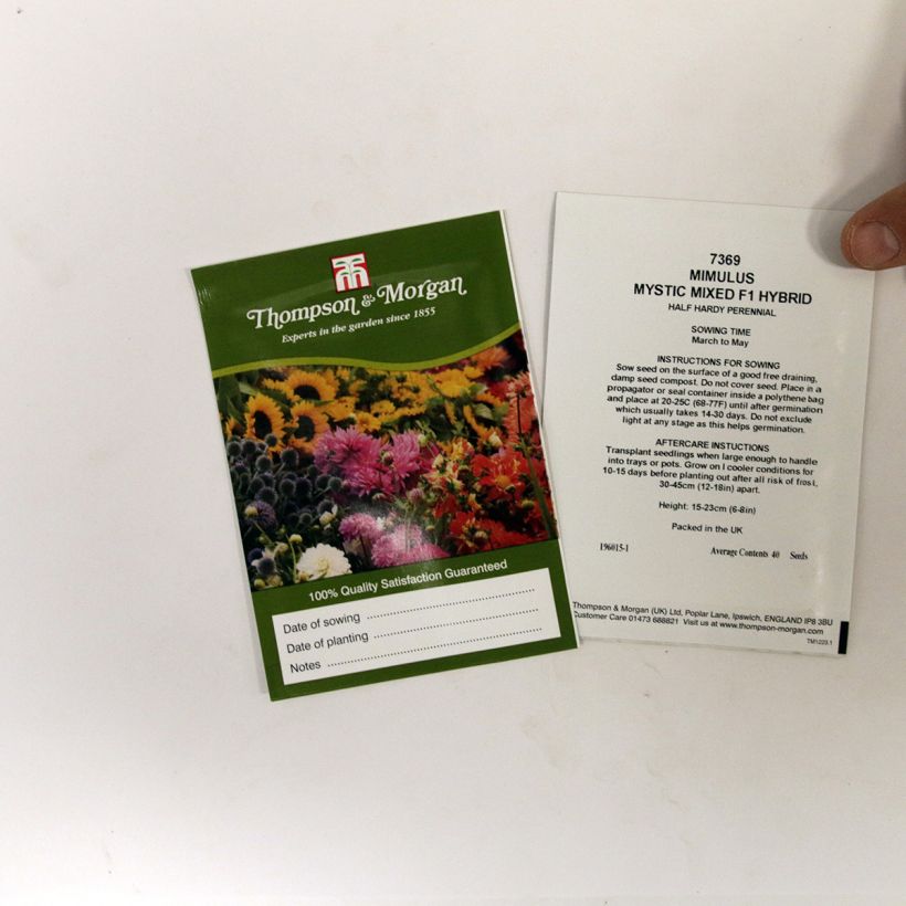 Example of Mimulus Mystic Mixed F1 Hybrid (zaad) - Maskerbloem per pack of 50 seeds as you get