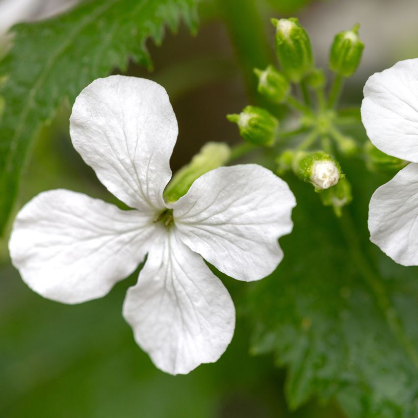 Lunaria annua Alba (zaad) - Judaspennig (Bloei)