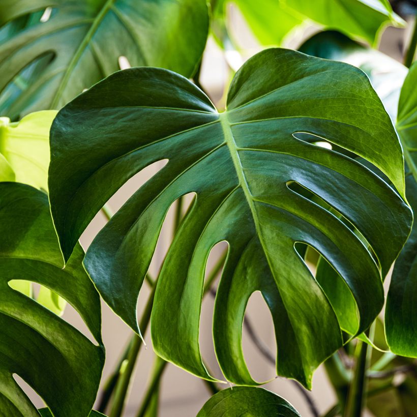 Monstera deliciosa (zaad) - Gatenplant (Blad)
