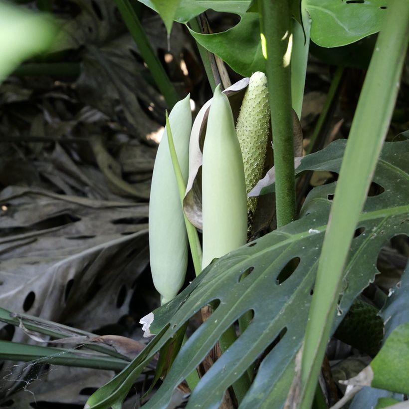 Monstera deliciosa (zaad) - Gatenplant (Bloei)
