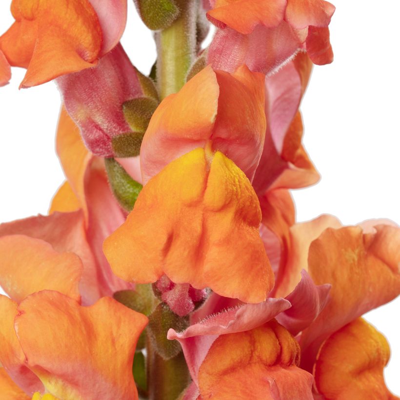 Leeuwenbek Avignon Deep Orange II (zaad) - Antirrhinum majus (Flowering)