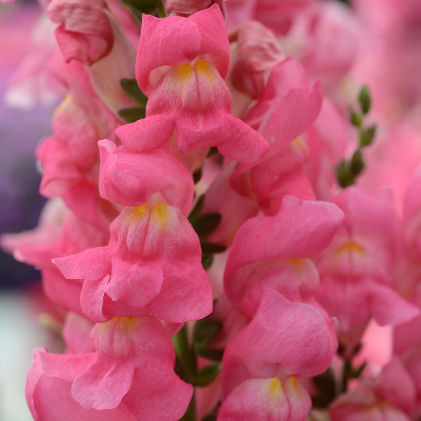 Leeuwenbek Rocket Rose Shades (zaad) - Antirrhinum majus (Bloei)