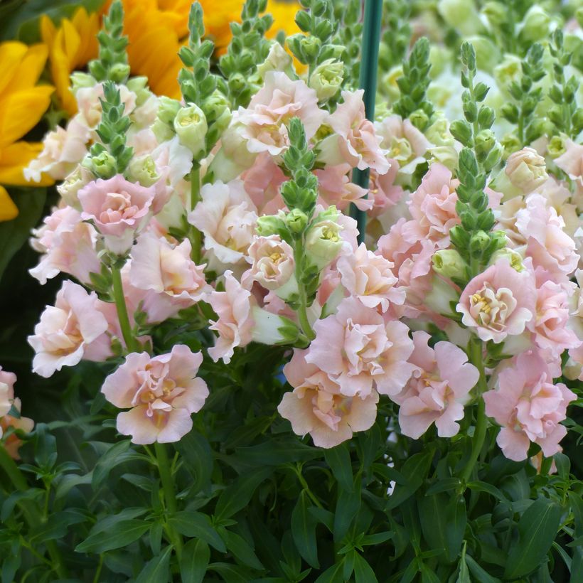 Antirrhinum majus Snapstar Champagne F1 (zaad) - Leeuwenbek (Bloei)