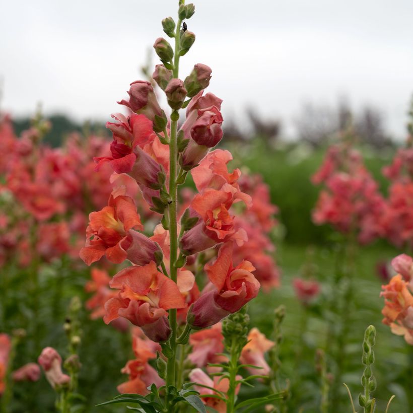 Leeuwenbek Madame Butterfly Bronze (zaad) - Antirrhinum (Bloei)