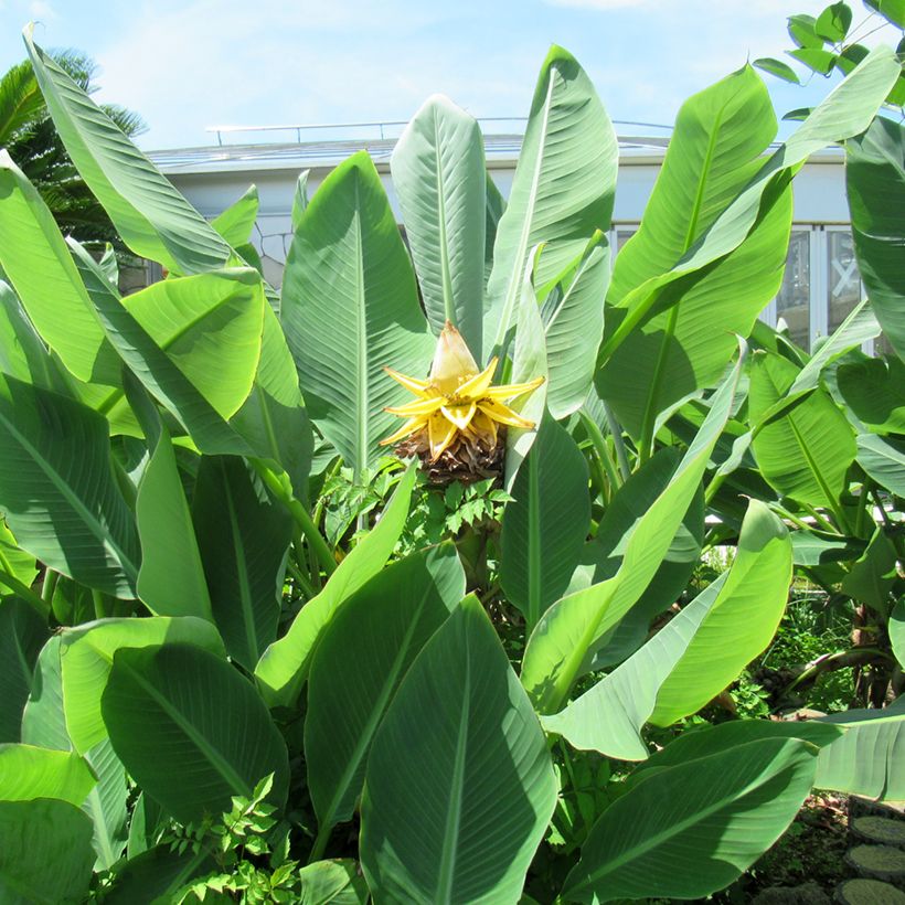 Musella lasiocarpa (zaad) - Chinese lotusbanaan (Blad)