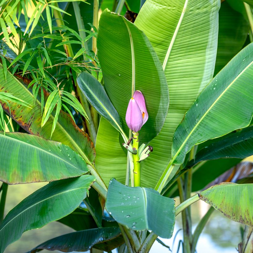 Musa velutina (zaad) - Roze dwergbanaan (Blad)