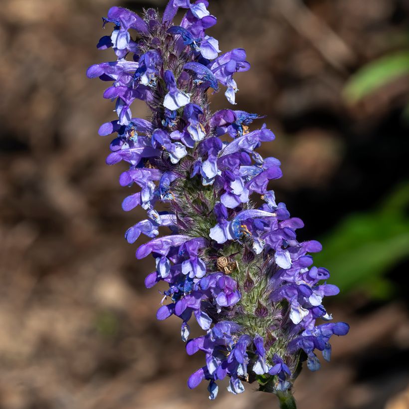 Nepeta nervosa Blue Moon (zaad) - Kattenkruid (Bloei)
