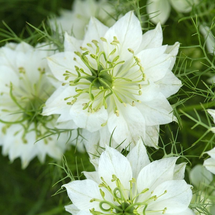 Nigella damascena Wit Groen (zaad) - Juffertje-in-het-groen (Bloei)