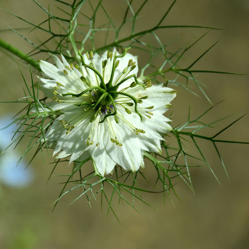 Nigella damascena Green Pod biologisch (zaad) - Juffertje-in-het-groen (Bloei)