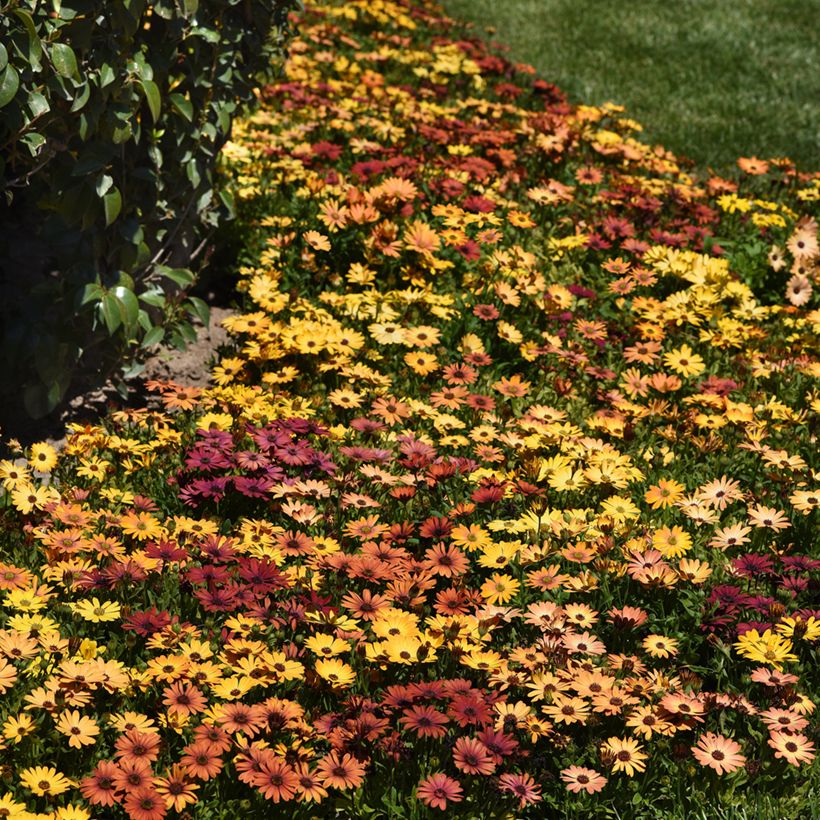 Osteospermum hybrida Akila Sunset Shades (zaad) - Spaanse margriet (Groeiplaats)