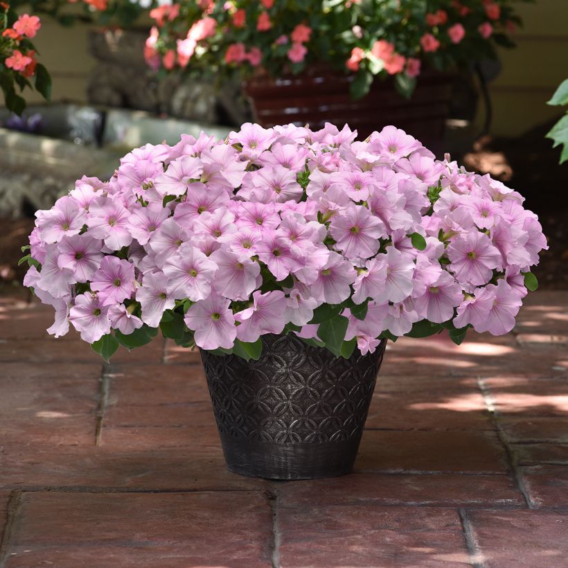 Petunia Easy Wave Pink Pearl F1 (zaad) - Hangpetunia (Groeiplaats)