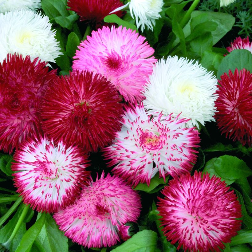 Madeliefje Habanera Mix (zaad) - Bellis perennis (Bloei)
