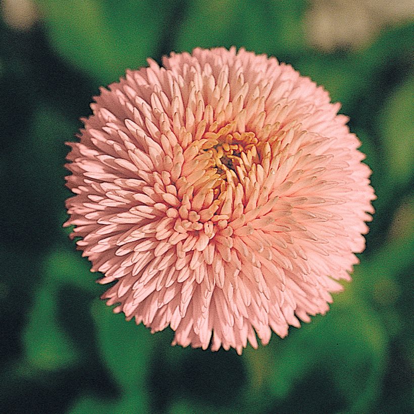 Madeliefje Robella (zaad) - Bellis perennis (Bloei)