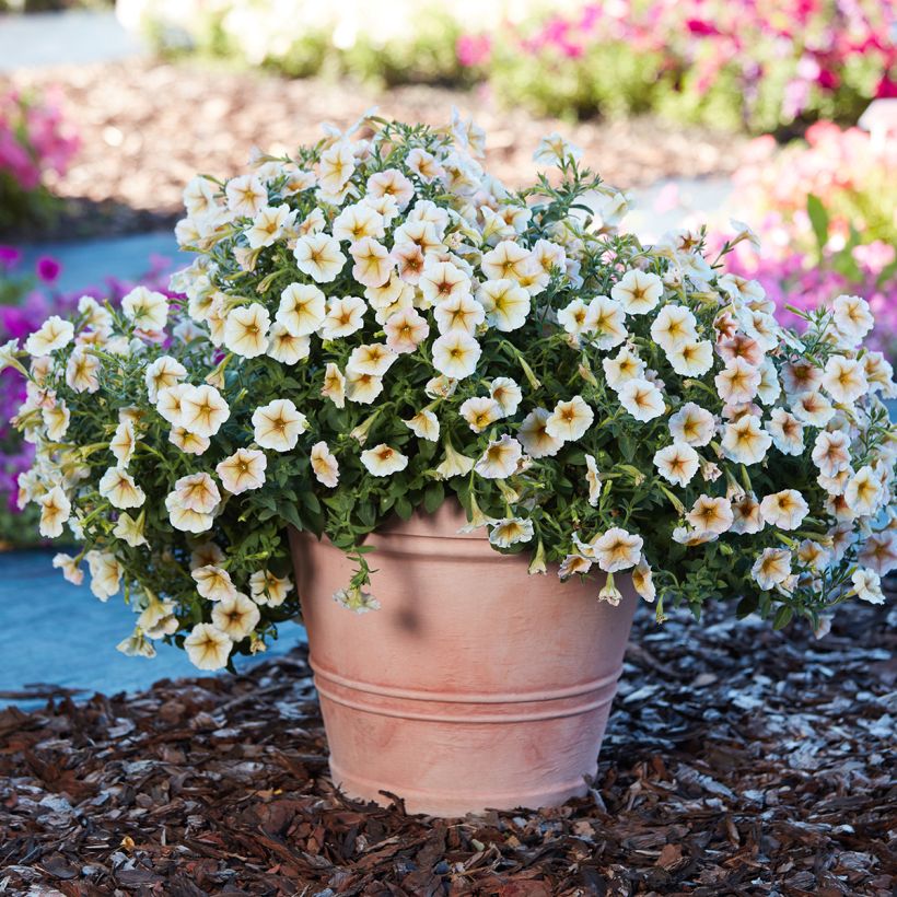 Petunia Ingrid F1 (gecoate zaden) - Hangpetunia (Groeiplaats)