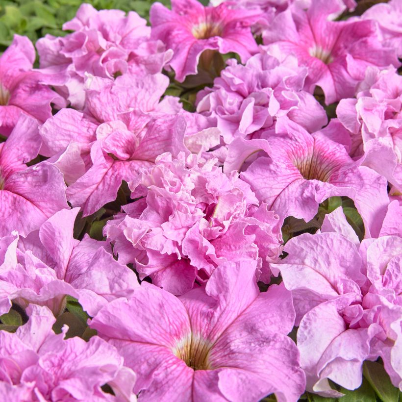 Petunia grandiflora Peace (gecoate zaden) - Hangpetunia (Bloei)