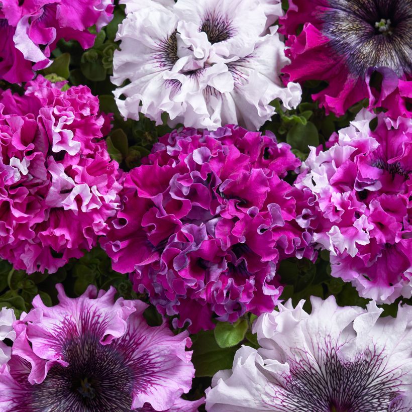 Petunia grandiflora Superbissima Cerny's Triumph (gecoate zaden) - Hangpetunia (Bloei)