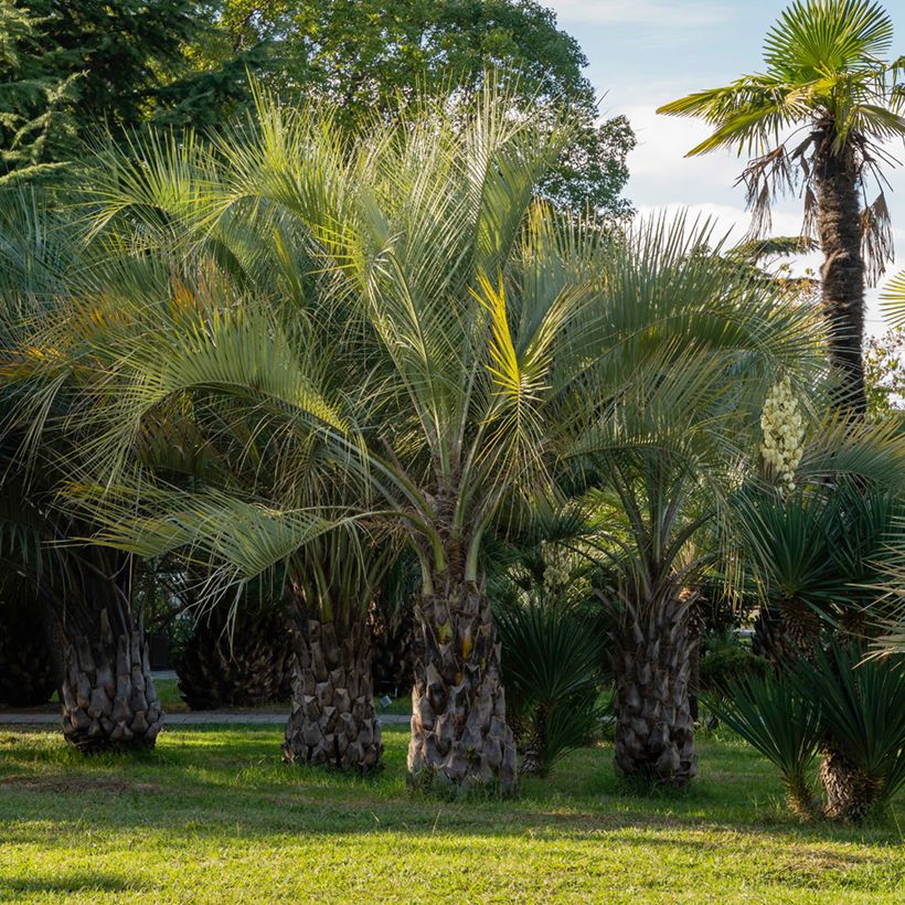 Butia capitata (zaad) - Geleipalm (Groeiplaats)