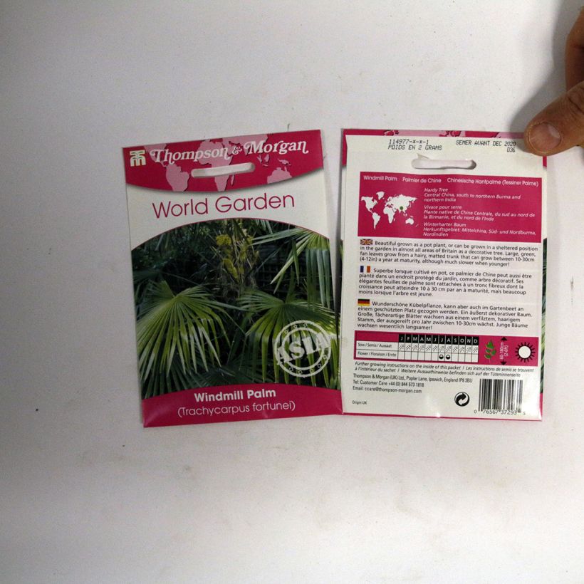 Example of Trachycarpus fortunei (zaad) - Chinese waaierpalm per pack of 5 seeds (3g) as you get