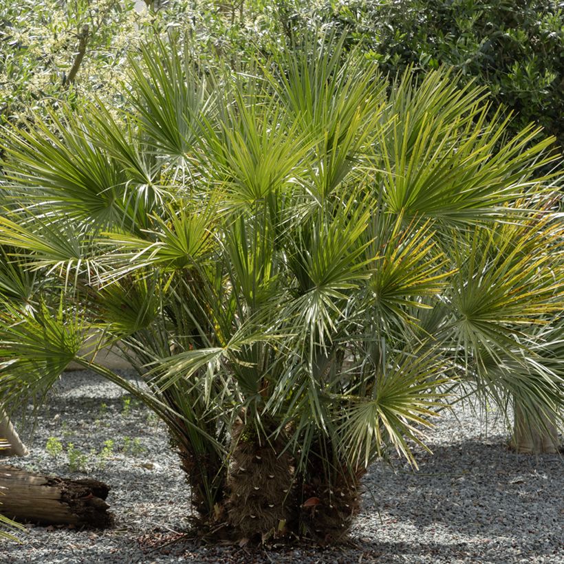 Chamaerops humilis (zaad) - Europese dwergpalm (Groeiplaats)