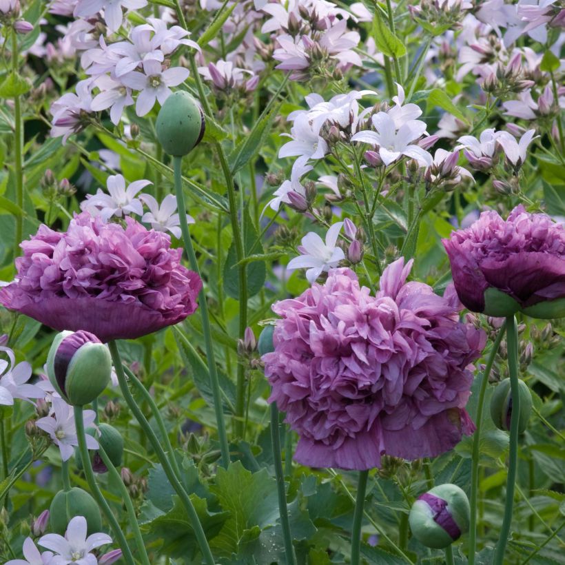 Papaver somniferum Purple Peony (zaad) - Eenjarige slaapbol (Flowering)