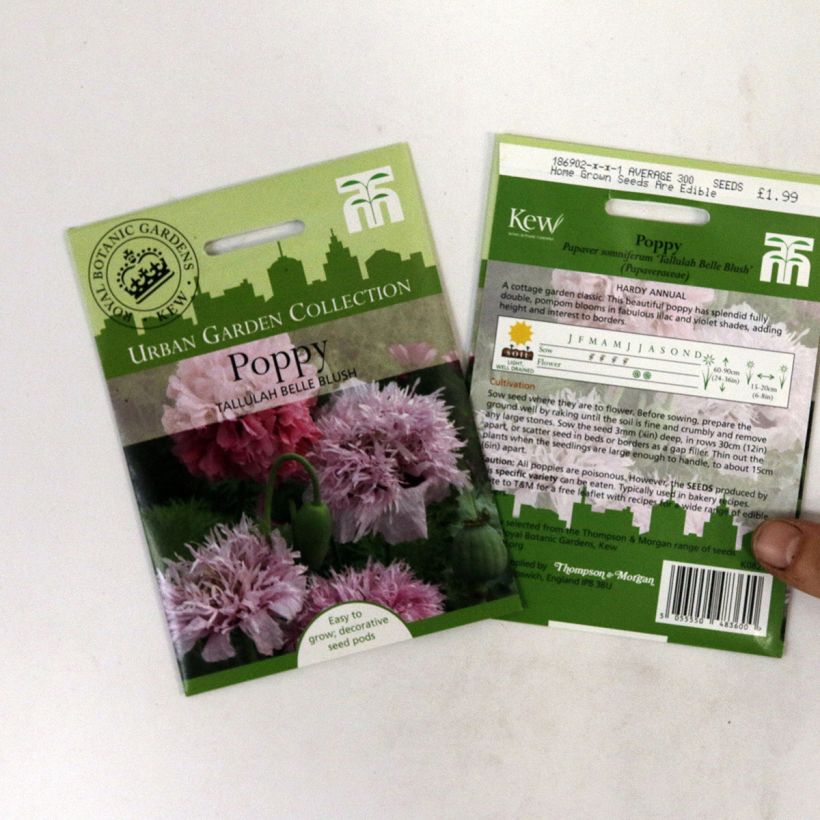 Voorbeeld van een exemplaar van Papaver somniferum Tallulah Belle Blush (zaad) - Eenjarige slaapbol het zakje met 300 zaden zoals geleverd