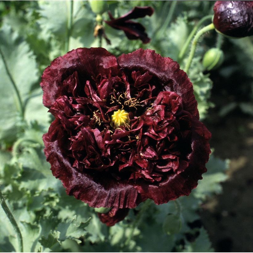 Papaver somniferum Black Peony (zaad) - Eenjarige slaapbol (Bloei)