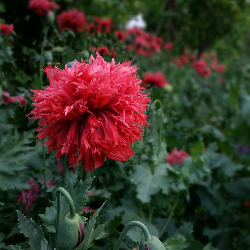 Papaver somniferum Crimson Feathers (zaad) - Eenjarige slaapbol (Bloei)