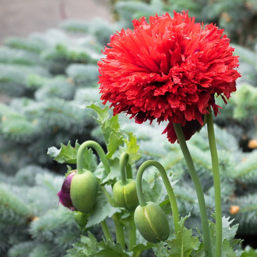 Papaver somniferum Laciniatum Scarlet (zaad) - Eenjarige slaapbol (Bloei)