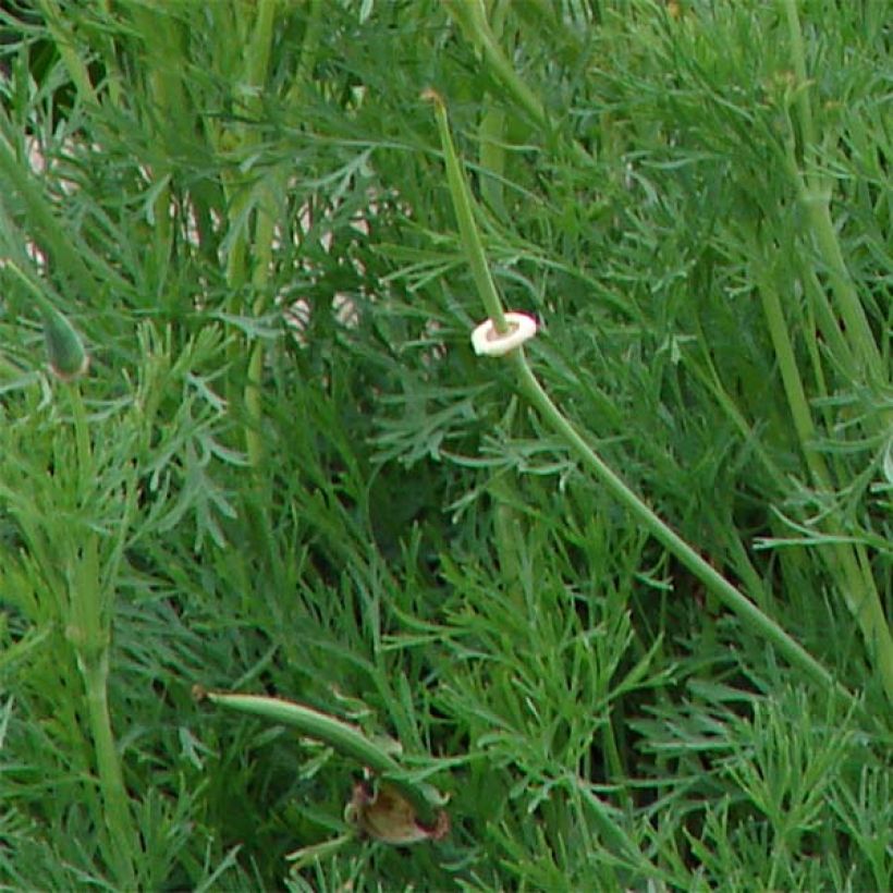 Eschscholzia californica Buttermilk (zaad) – Slaapmutsje (Blad)