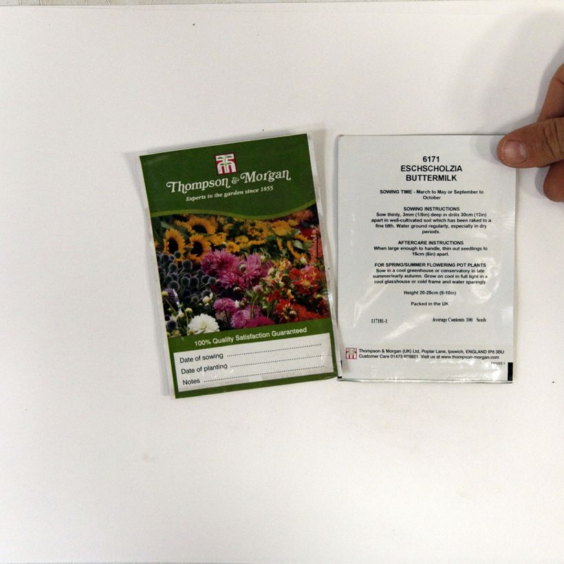 Voorbeeld van een exemplaar van Eschscholzia californica Buttermilk (zaad) – Slaapmutsje het zakje met 100 zaden zoals geleverd
