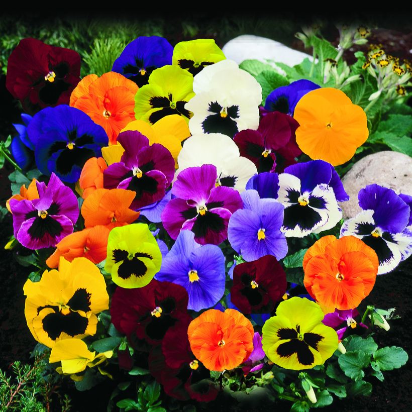 Zaden Viooltje Trumpet Full Mix - Viola x wittrockiana (Groeiplaats)