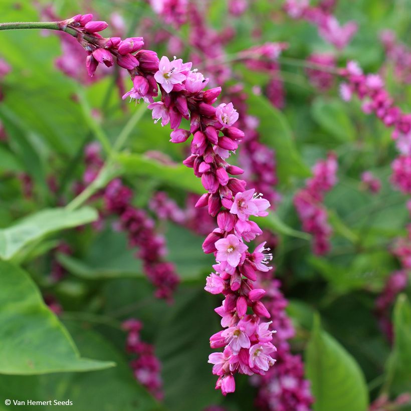 Persicaria orientalis Cerise Pearls (zaad) - Duizendknoop (Bloei)