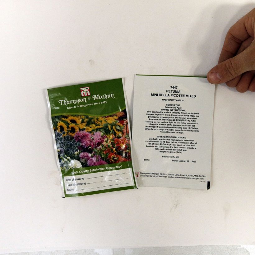 Voorbeeld van een exemplaar van Petunia Mini Bella Picotee Mixed F1 (zaad) - Hangpetunia het zakje met 60 zaden zoals geleverd