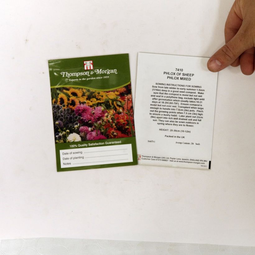 Example of Graines de Phlox drummondii Phlox Of Sheep - Phlox de Drummond  die Tüte mit 500 Samen (1g) as you get
