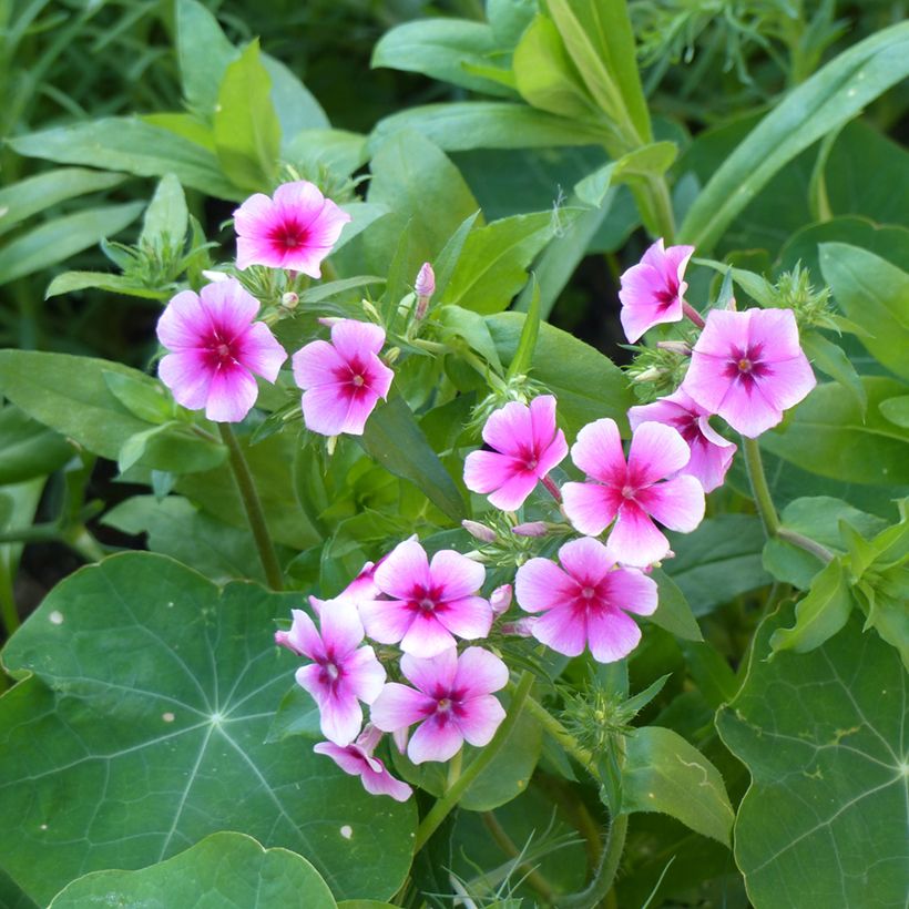 Phlox drummondii Brilliant (zaad) - Eenjarige vlambloem (Bloei)