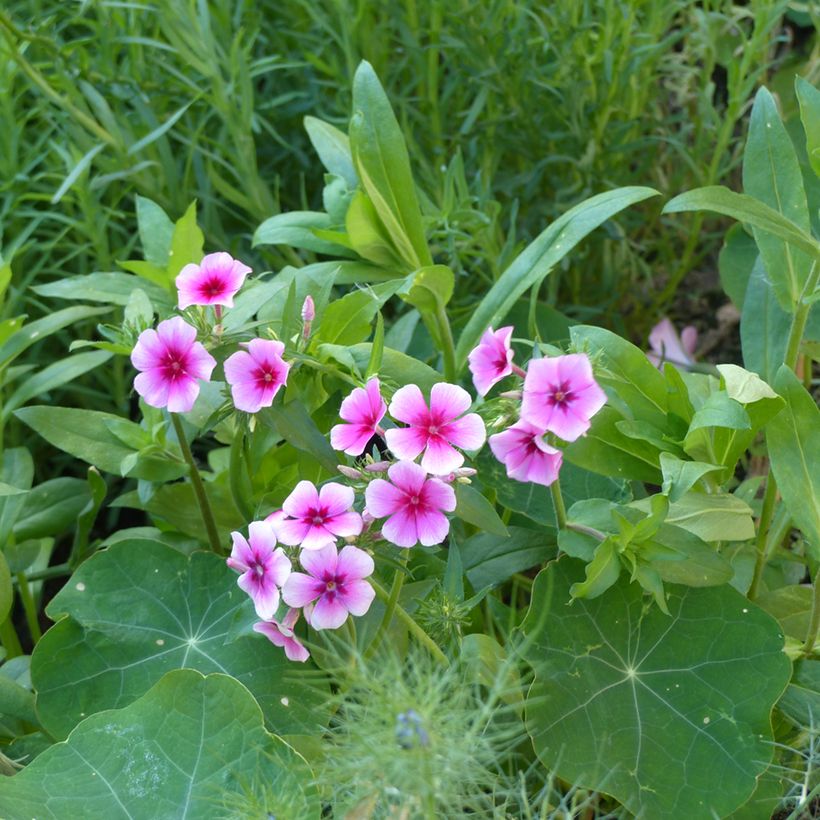 Phlox drummondii Brilliant (zaad) - Eenjarige vlambloem (Groeiplaats)