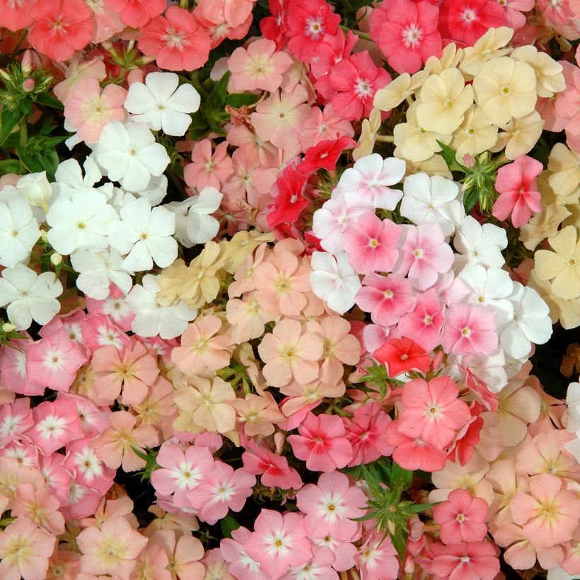 Phlox drummondii Beauty Coral Reef (zaad) - Eenjarige vlambloem (Bloei)