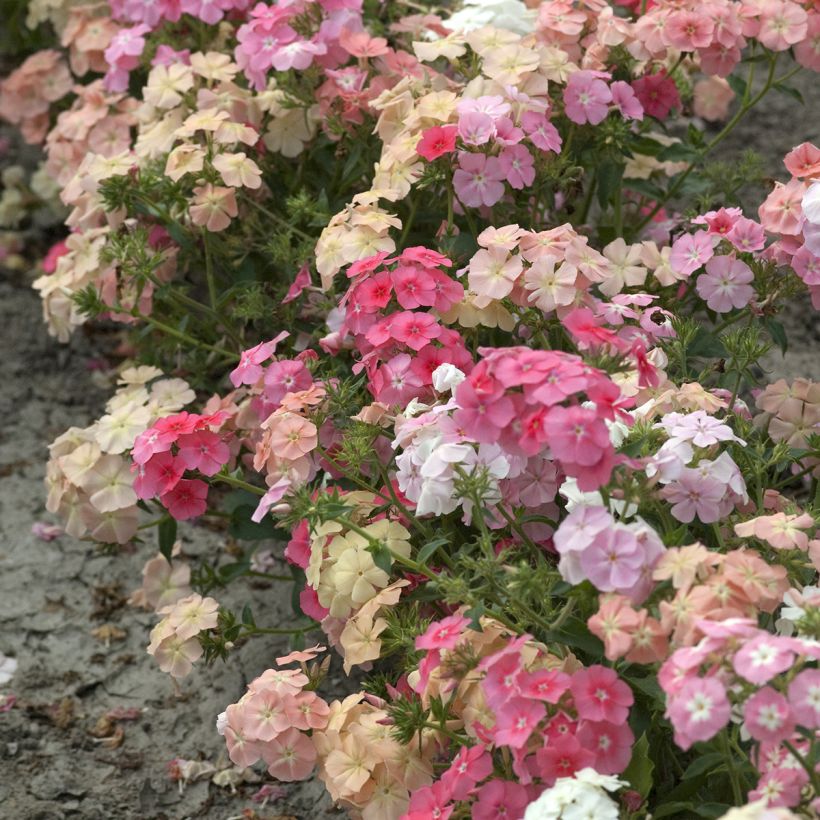 Phlox drummondii Beauty Coral Reef (zaad) - Eenjarige vlambloem (Groeiplaats)