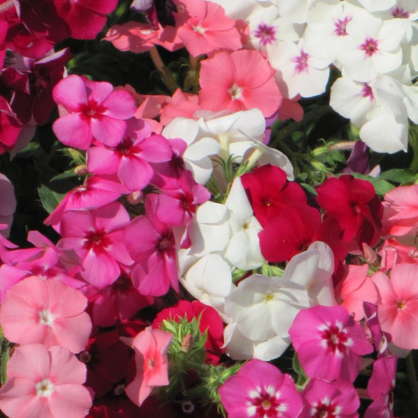 Phlox drummondii Dwarf Beauty Mix (zaad) - Eenjarige vlambloem (Flowering)