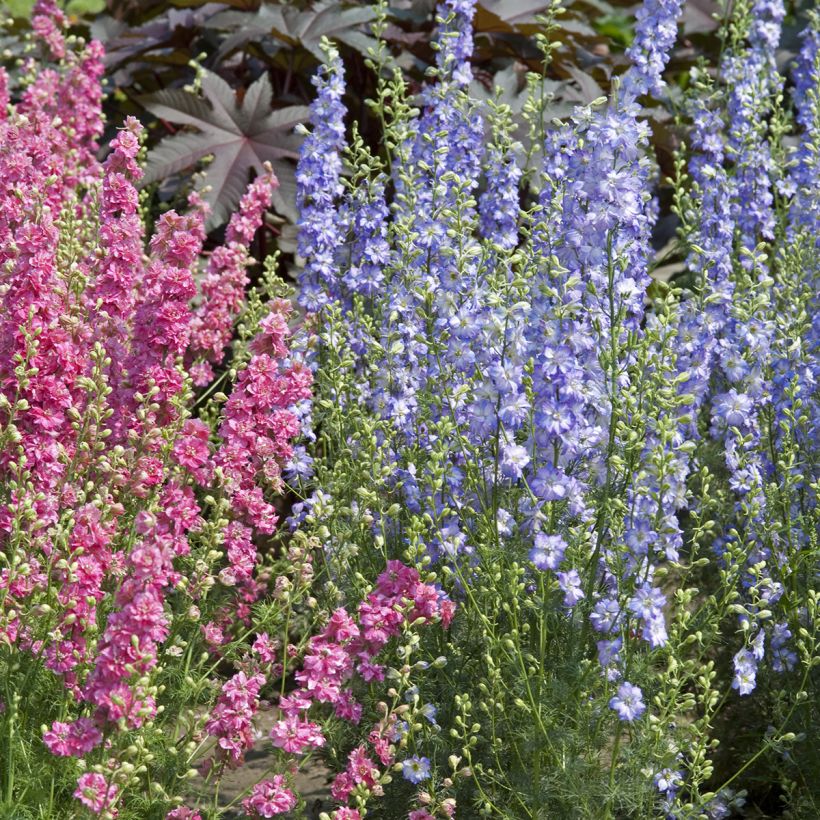 Delphinium elatum Fancy Purple Picotee (zaad) - Ridderspoor (Groeiplaats)